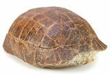 Colorful, Inflated Fossil Tortoise (Stylemys) - South Dakota #280686-1